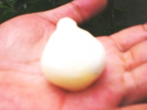 Coconut Pearl - 318